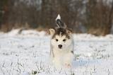 ALASKAN MALAMUTE 241